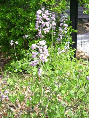 False Indigo